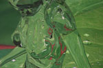 An Ephemeral Purity detail A