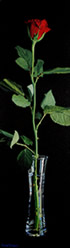 The Rose