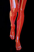 Muse in introspection leg detail