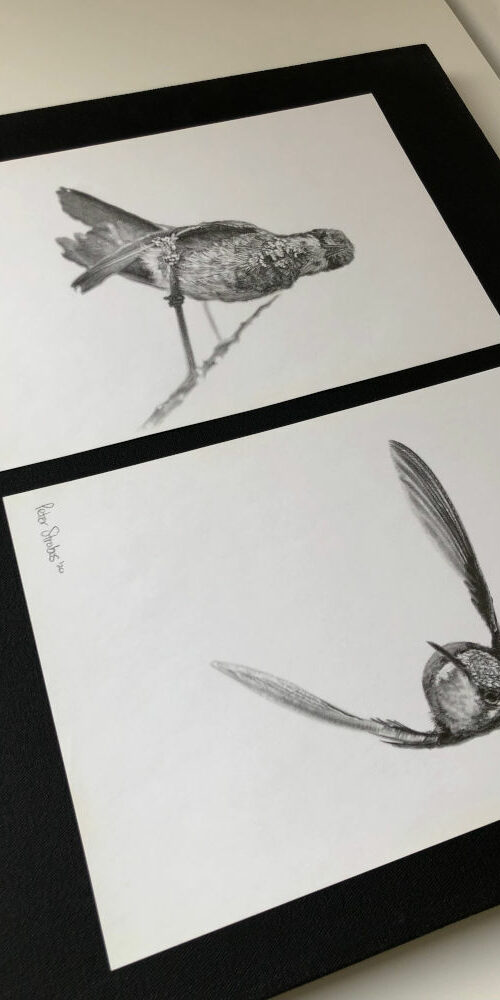 Graphite pencil drawing diptych of two hummingbirds, one flying, another resting, by artist Peter Strobos.
