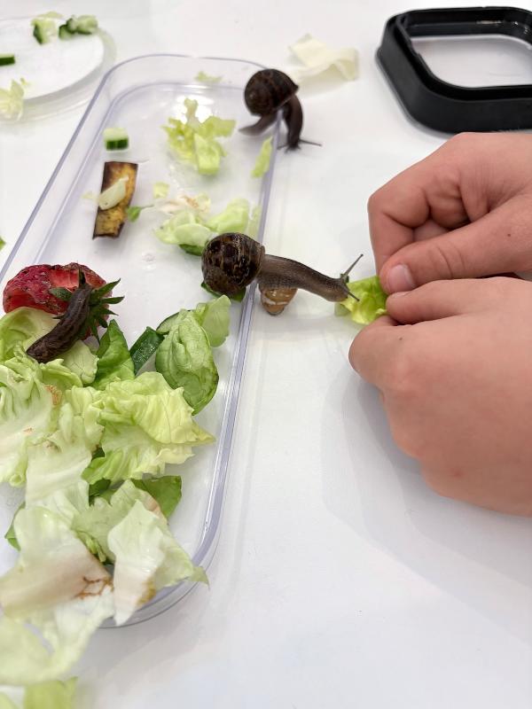 nature-class-observing-snails