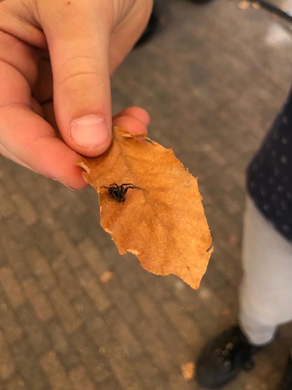 nature-education-observing-spider-